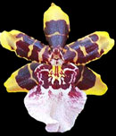 Wildcat 'Green Valley D' 